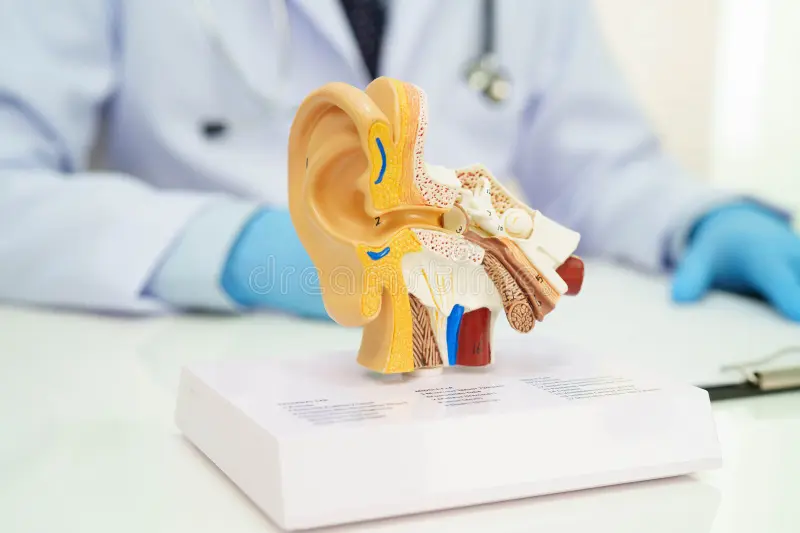 asian doctor holding human ear model to learn treat hearing loss patient 433406778